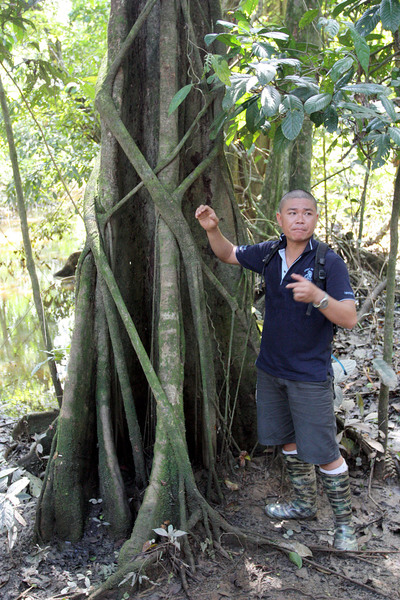 Кадр из нашей экспедиции на остров Калимантан 2013 года. Гид рассказывает о вреде фикусов для диптерокарпового дерева, которые составляют основу лесов острова. Река Кинабатанган, Борнео.