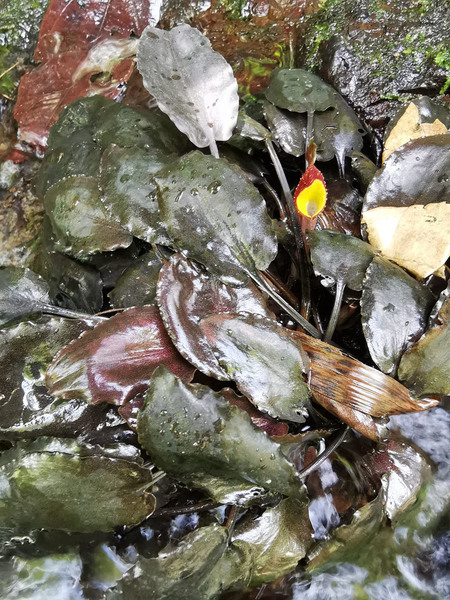 Криптокорина Паглауана и Понтераса (Cryptocoryne paglaterasiana) в природе. Отличительные особенности - ярко-желтый лимб соцветия и красной каймой и пурпурные овальные листья. Photo: Esquerion Prieto.