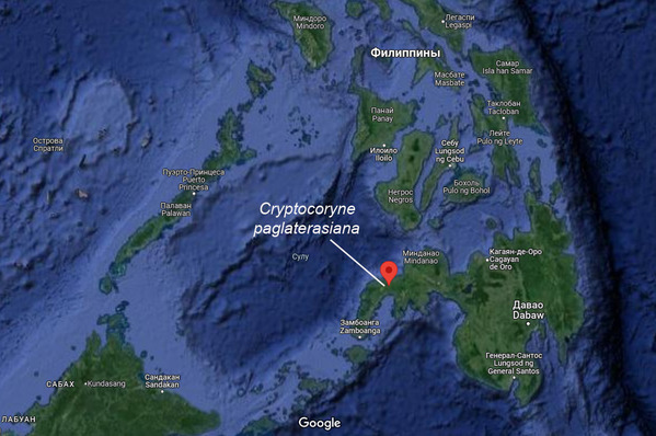 Карта Филиппин с указанием места обитания криптокорины Паглауана и Понтераса (Cryptocoryne paglaterasiana). Растение является эндемиком северной части полуострова Замбоанга. Популяция насчитывает всего несколько сотен экземпляров и имеет статус исчезающей.