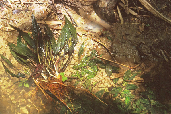Криптокорина палаванская (Cryptocoryne palawanensis) в естественной среде обитания на севере филиппинского острова Палаван. Photo by J.D. Bastmeijer.