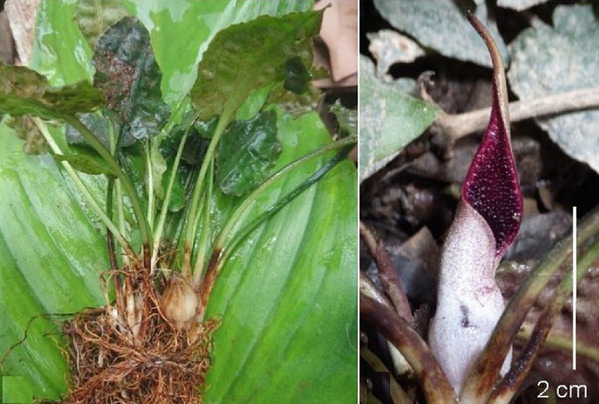 Плодоносящие экземпляры и соцветие криптокорины бородавчатой (Cryptocoryne verrucosa). Putussibau, West Kalimantan.