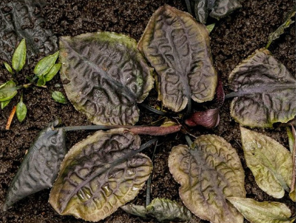 Криптокорина бородавчатая (Cryptocoryne verrucosa) в надводной культуре. Из-за более высокой влажности в домашней оранжерее по сравнению с природой листья растения становятся более крупными и гофрированными, а также приобретают коричневую окраску. 