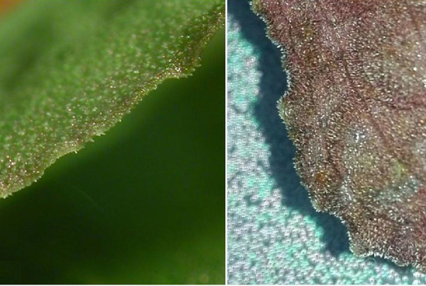 Бородавки и волоски на листьях криптокорины бородавчатой (Cryptocoryne verrucosa). Слева - лицевая часть листа, справа - обратная. На мой взгляд, наличие этих образований весьма условно.