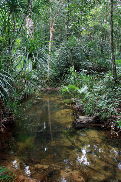 Небольшой ручей в национальном парке на острове Фукуок (Phu Quoc). Место естественного обитания ароидного растения хомаломены Пьера (Homalomena pierreana). Автор фото - Дмитрий Логинов.