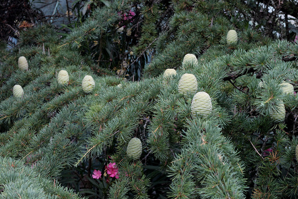В Никитском ботаническом саду представлено большое количество хвойников, многим из которых уже ни одна сотня лет. Фотографировать крупные деревья не просто. Поэтому я решил ограничится неопознанной Пихтой (Abies sp.). Когда шишки растут в обратном направлении (снизу вверх) - это привлекает внимание.