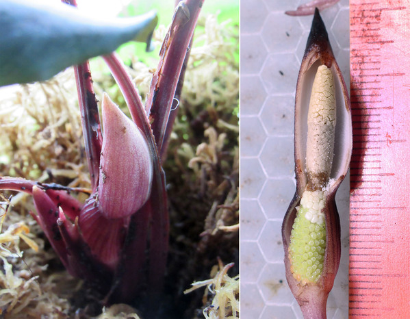 The inflorescence of Schismatoglottis sp. "Pikachu" at the male anthesis: with original spatha (on the left) and with cut spatha (on the right).