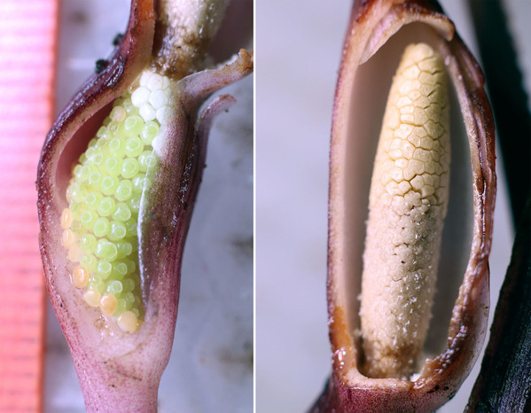 The inflorescence with cut spatha: female part (on the left) and male part (on the right).