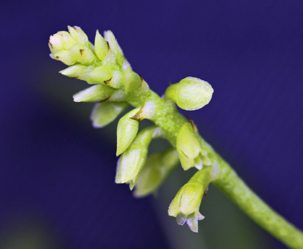 Соцветие у теласиса крошечного (Thelasis pygmaea) мелкое и особо ничем не примечательное.