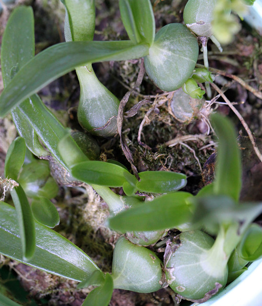 Теласис крошечный (Thelasis pygmaea). Псевдобульбы растения напоминают бульбофиллумы, с которыми теласис легко спутать. Остров Фукуок.