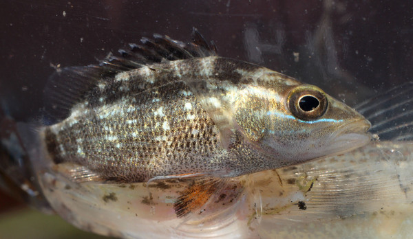 Характерная для Красного луциана (Lutjanus argentimaculatus) флуоресцирующая полоса под глазом под водой становится более заметной.
