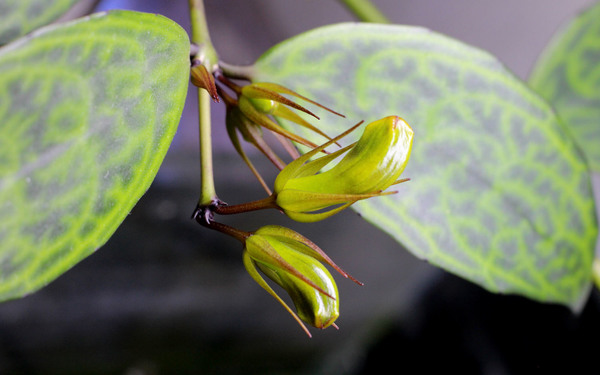 Листья эсхинантуса длинностебельного (Aeschynanthus longicaulis) имею супротивное расположение. В каждой листовой пазухе может образовываться несколько цветочных почек.