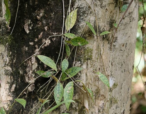 Эсхинантус длинностебельный (Aeschynanthus longicaulis) в природе в провинции Ранонг Южного Таиланда. Растение ведет эпифитный образ жизни, чем напоминает хойи. Автор фото: Роман Магин.