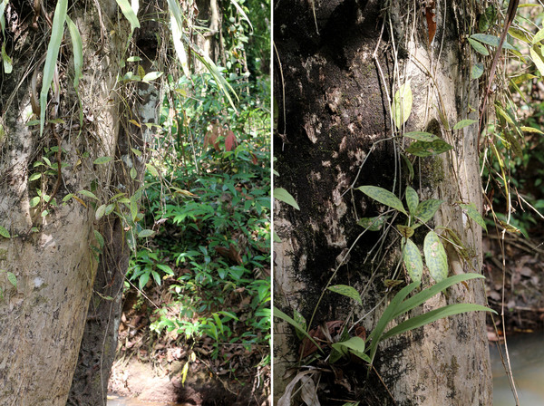 Эпифитный эсхинантус длинностебельный (Aeschynanthus longicaulis) – часто встречаемое в Таиланде растение