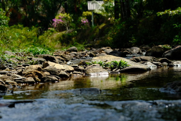 Река Bang Rin: на среднем плане среди камней расположилась криптокорина беловатая (Cryptocoryne crispatula var. albida), на заднем – деревенские постройки. Фото Романа Магина