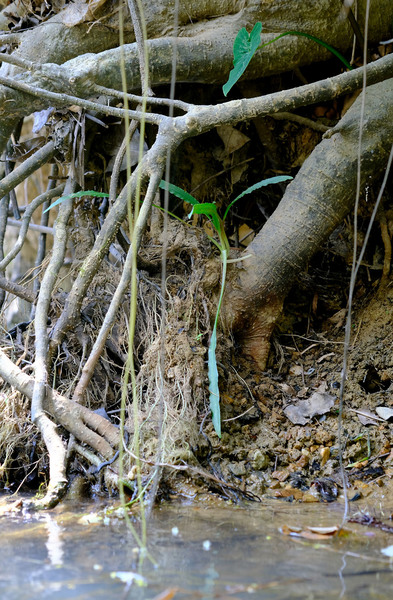 Первый кустик криптокорины, который мы обнаружили в ходе своей экспедиции в Южный Таиланд: криптокорина беловатая (Cryptocoryne crispatula var. albida) на берегу реки Bang Bon. Фото Романа Магина