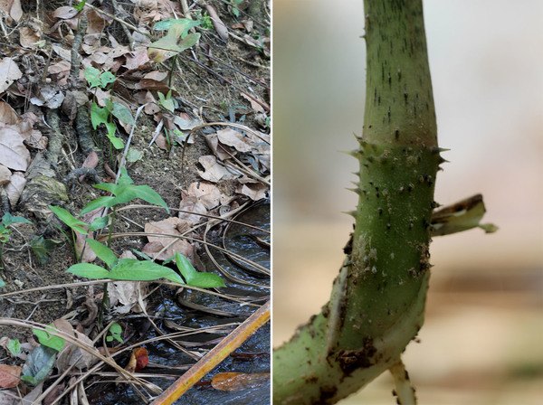 Молодые побеги лазии колючей (Lasia spinosa) в ювенильной форме, но с уже внушительными колючками на черешках, в реке Bang Bon