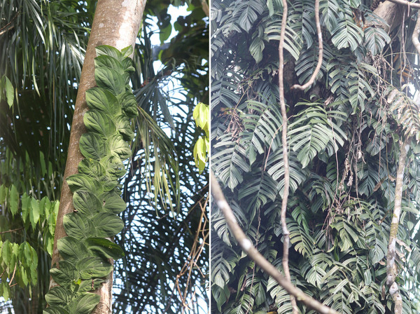 Рафидофора Кортальса (Rhaphidophora korthalsii) – лиана из семейства Ароидные (Araceae): слева – ювенильное растение, справа – взрослое