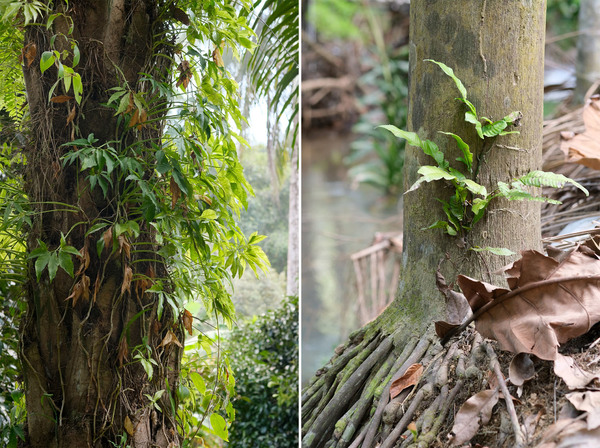 Сингониум ножколистный (Syngonium podophyllum) и болбитис причудливый (Bolbitis heteroclita) на деревьях по берегам реки Bang Bon. Фото Романа Магина