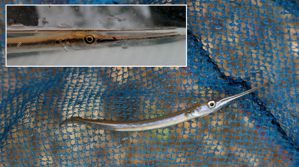 Небольшая особь пресноводного саргана (Xenentodon cancila). Рыба имеет достаточно острые зубки. Взрослые особи способны достигать длины 40 см