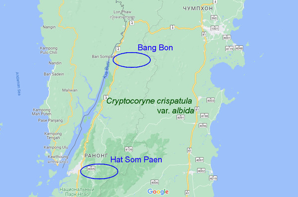 Провинция Ранонг на географической карте с указанием мест обнаружения криптокорины беловатой (Cryptocoryne crispatula var. albida)