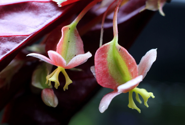 Женские цветки бегонии Дарта Вейдера (Begonia darthvaderiana). Домашний флорариум.