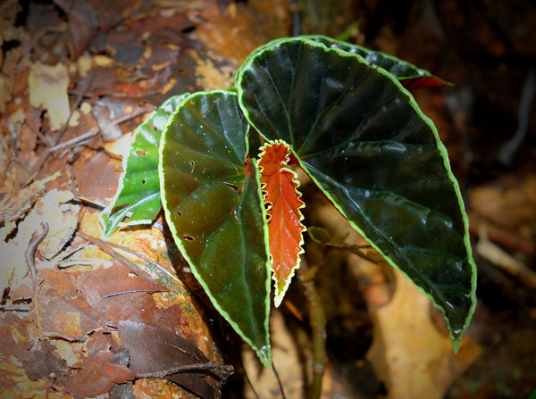 Бегония Дарта Вейдера (Begonia darthvaderiana) в природе, в долине дамбы Batang Ai (Борнео)