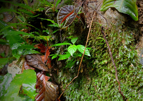 Молодой отросток бегонии Дарта Вейдера (Begonia darthvaderiana) на практически отвесном склоне поросшем мхом