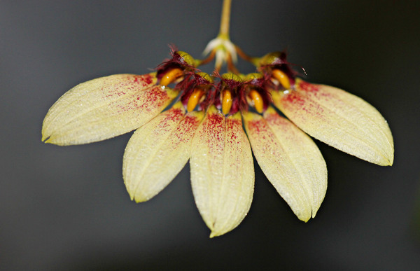 Пятицветковое соцветие бульбофиллума прекрасного (Bulbophyllum lepidum)