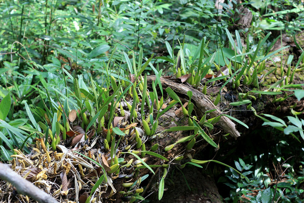 Упавшее дерево с бульбофиллумом в национальном парке Phu Quoc National Park. Видовая принадлежность неизвестна, поскольку растение не цвело.