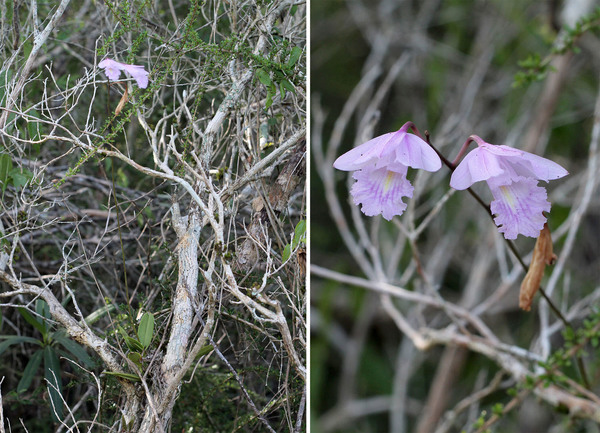 Неотъемлимая изюминка доминиканского буша – орхидея Броутония доминиканская (Broughtonia domingensis). Нам удалось найти лишь один цветущий экземпляр, чаще встречались коробочки с семенами. Скорее всего пик цветения был уже давно позади.