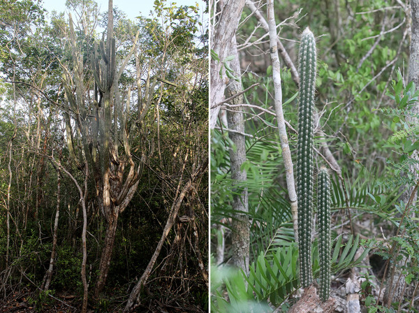 Стеноцереус семигональный (Stenocereus heptagonus) – внушительный эндемик Карибских островов. Кактусы высотой несколько метров придают особый колорит доминиканскому бушу.