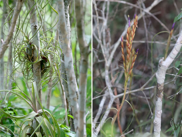 ще одна яркая тилландсия - Тилландсия Бальбиса (Tillandsia balbisiana). Растение растет либо по одиночке, либо куртинами из нескольких кустов луковицеобразной формы на ветках деревьев или кустарников.