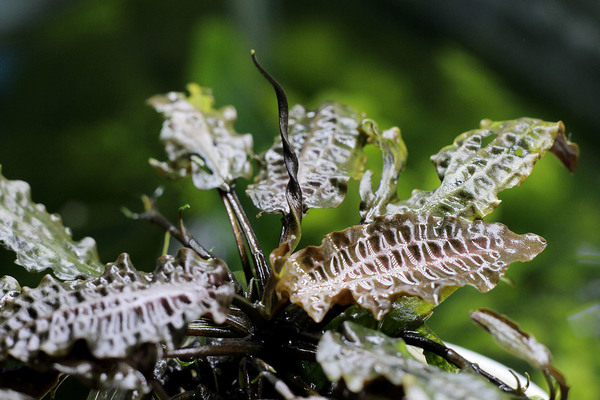 Цветущий экземпляр криптокорины родственной (Cryptocoryne affinis), выращенный в надводной культуре. Обращают на себя внимание удивительные по красоте гофрированные листья растения