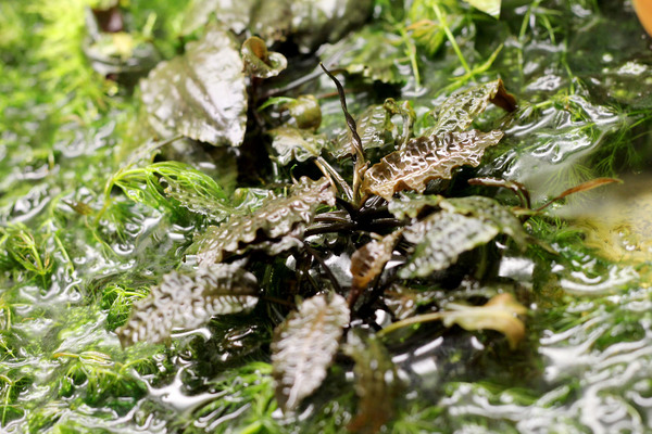 Фрагмент влажного флорариума с надводной культурой криптокорины родственной (Cryptocoryne affinis)
