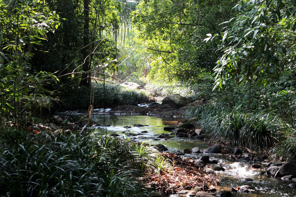 Небольшая река Bang Niang недалеко от таиландского курорта Khao Lak – место обитания криптокорины сердцевидной (Cryptocoryne cordata var. siamensis).