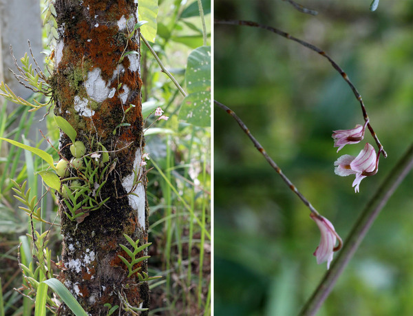 Дендробиум игольчатый (Dendrobium acerosum) в коллективе других орхидей на стволе бразильской гевеи (Hevea brasiliensis).