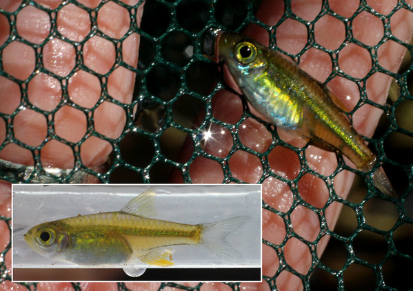 Microdevario kubotai. This golden Rasbora can be found here in almost every river. Named after the Thai aquarium fish exporter Katsuma Kubota. Photo by Dmitry Loginov.