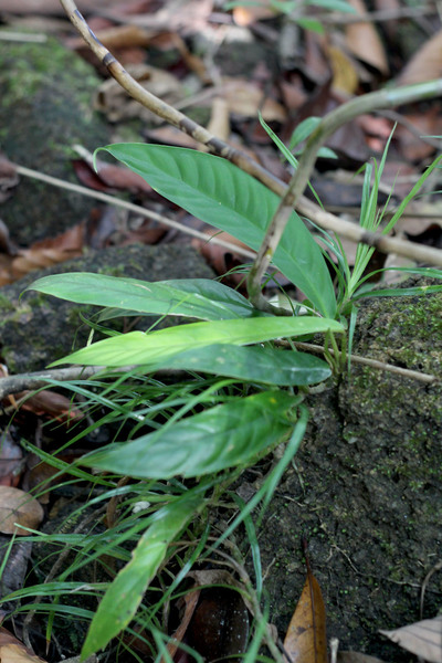 Молодой (ювенильный) побег рафидофоры Беккари (Rhaphidophora beccarii) на каменистом берегу реки Bang Niang. Ювенильные растения у рафидофор очень сильно отличаются от взрослых экземпляров.