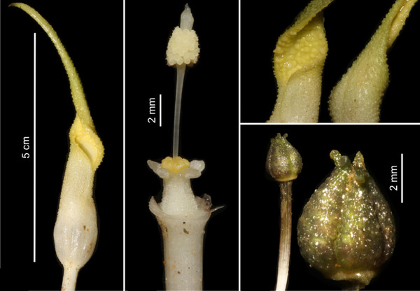 Соцветие и плод криптокорины Эскуериона (Cryptocoryne esquerionii). Особо следует отметить монотонную желтую окраску покрывала соцветия, что отличает это растение от других видов криптокорин.