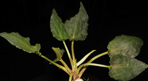 Куст криптокорины Эскуериона (Cryptocoryne esquerionii). Листья имеют сердцевидную форму, зеленую окраску и морщинисто-пузырчатую поверхность.