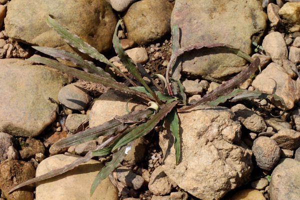 Криптокорина беловатая (Cryptocoryne crispatula var. albida) с соцветиями на каменистых отмелях реки Капонг (участок 1). Растение предпочитает надводный образ жизни. Южный Таиланд