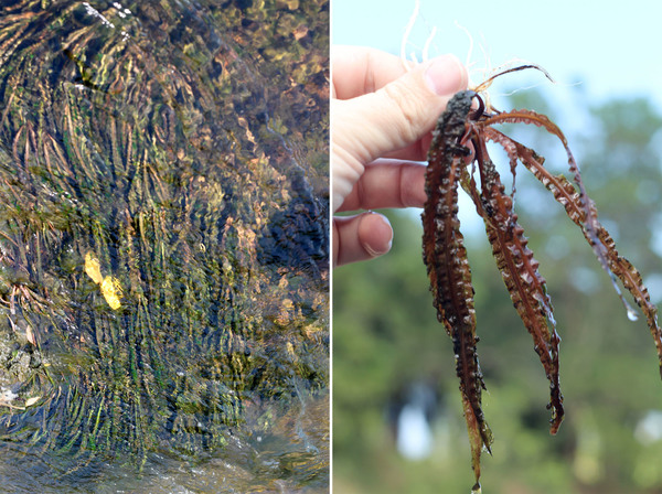 Криптокорина курчавая (Cryptocoryne crispatula var. flaccidifolia) ведет преимущественно подводный образ жизни даже в сухой сезон. Южный Таиланд