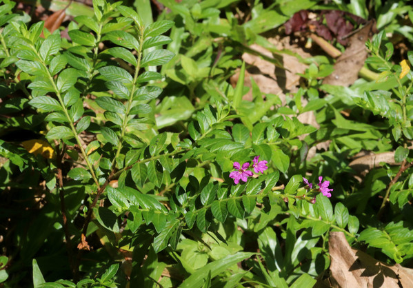 Куфея иссополистная (Cuphea hyssopifolia) недалеко от водопада Lam Ru Warefall. Это растение часто называют мексиканским вереском