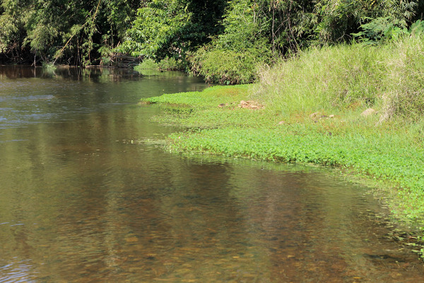 Река Капонг с зарослями папоротника марсилии мелковатой (Marsilea minuta var. minuta) вдоль берега