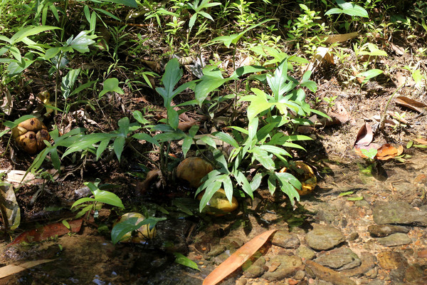 Ароидное растения лазия колючая (Lasia spinosa) с рассеченными листьями. Между листьями на земле хорошо видны крупные желтые плоды Диллении индийской (Dillenia indica). Южный Таиланд