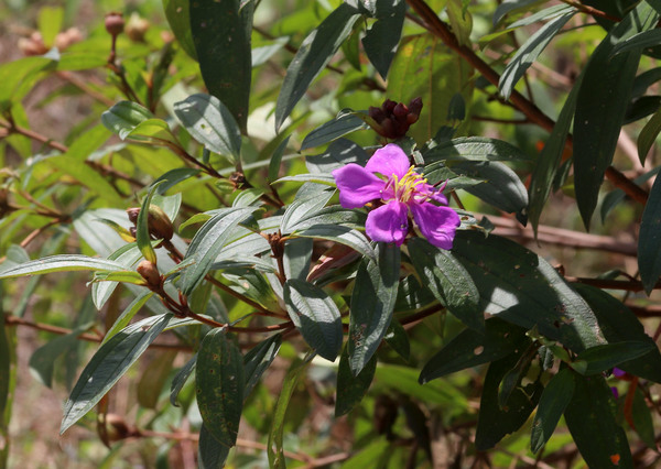 Меластома малабарская (Melastoma malabathricum) своими соцветиями напоминает отечественный шиповник, который также у нас встречается по берегам рек. Южный Таиланд