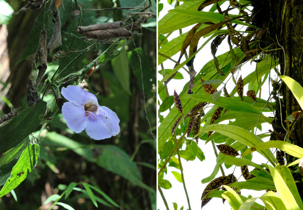 Крупное фиолетовое соцветие тунбергии крупноцветковой (Thunbergia grandiflora) и похожий на хойю эсхинантус длинностебельный (Aeschynanthus longicaulis) с красноватым узором на обратной стороне листьев (справа). Южный Таиланд