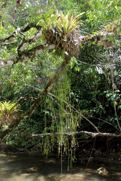 Гусмания одноколосая (Guzmania monostachia) на ветке вместе с рипсалисом ягодным (Rhipsalis baccifera) в национальном парке Parque Nacional Los Haitises.