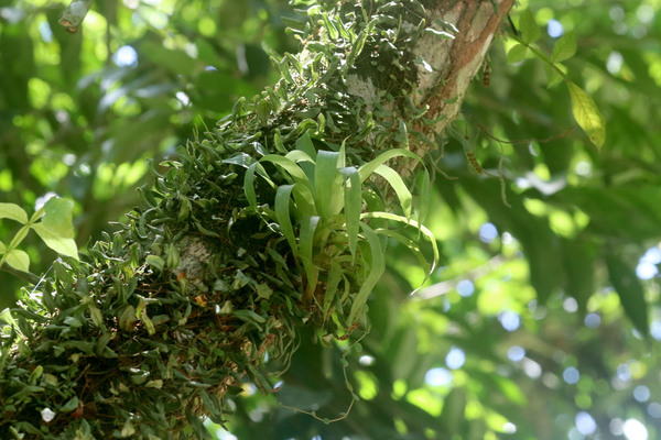 Молодой кустик гусмании одноколосой (Guzmania monostachia).