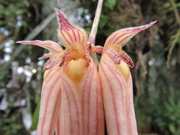 Зонтик бульбофиллума длиннолепесткового (Bulbophyllum longissimum) включает 5-10 цветков с длинными лепестками.&nbsp;Фото Сергея Барынина.